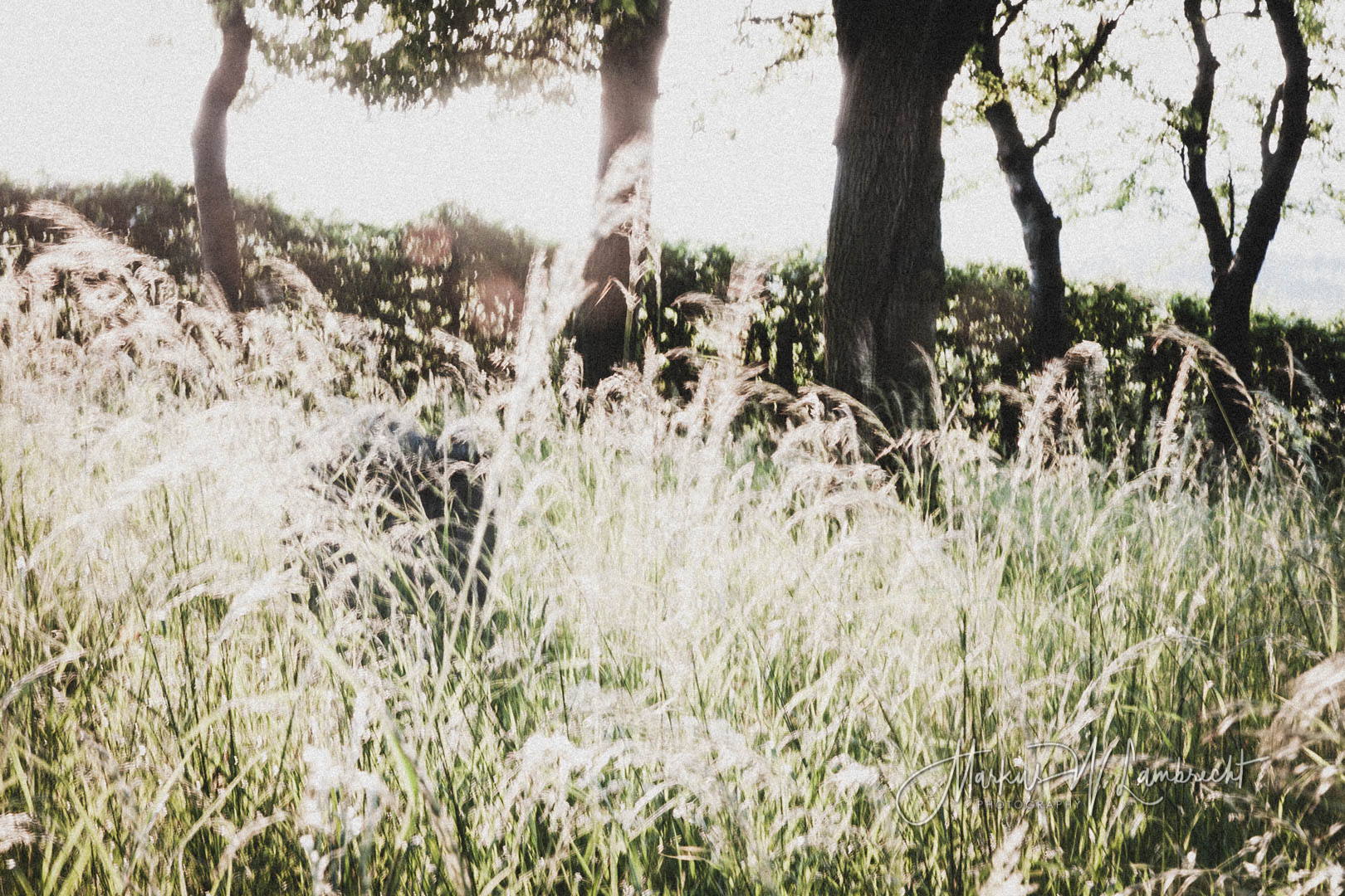 Wettesingen, Jüdischer Friedhof